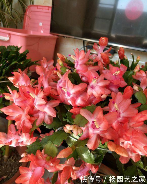 叶片|秋天养蟹爪兰,调整4个“方向”,叶片杠杠肥厚,花开满枝头