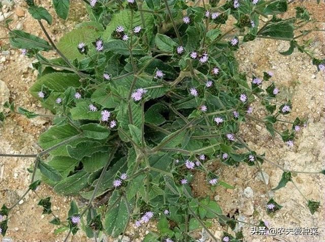  看似|它是野生“地胆草”，田间地头随处见，看似不起眼，却是珍贵药材