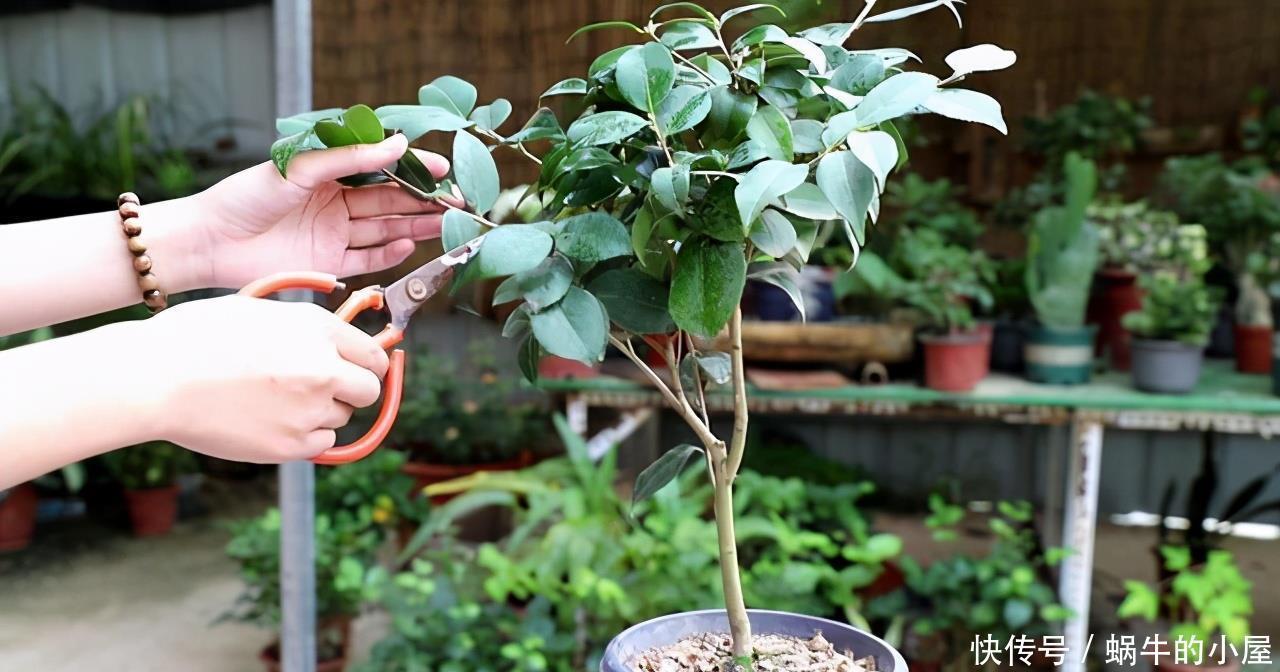 茶花开完花，正待修剪时，春天狠剪，夏秋冬莫动，花苞才满枝