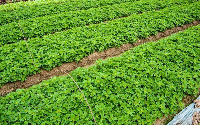 农村|6大不起眼的常见农村野草，却不知能当野菜吃，有很多作用