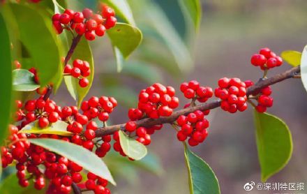 金英|深圳12月花历出炉