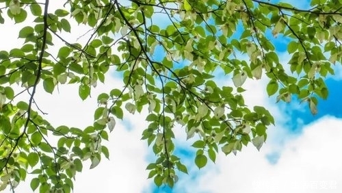 珙桐花 去年飞走的“小白鸽”,又回来啦!