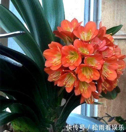 肥沃|秋天养君子兰,盆土里加点它,叶片蹭蹭长爆盆,一盆开花30朵