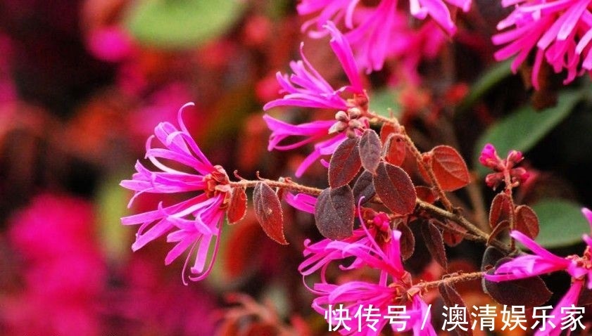 此花是我国特色的花卉之一，在我国已有多年的历史，适应性很强