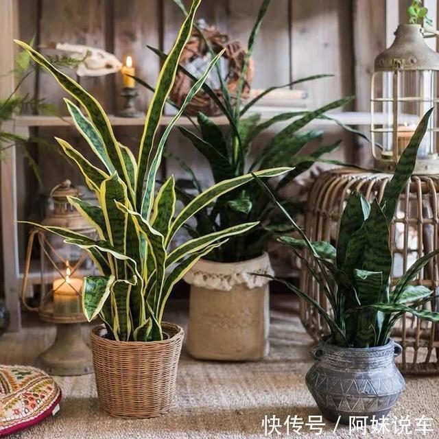 风水|客厅养花就选这六种，寿命长、寓意好，省心又好养，你家养了几种
