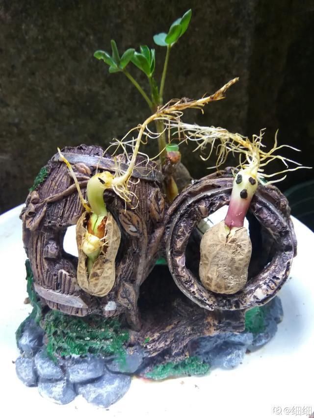 1粒花生丢水里,呼呼长成小森林,这艺术品给钱也不卖