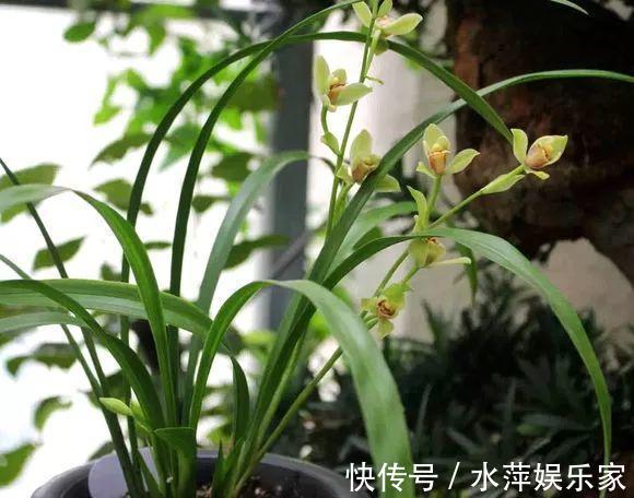 水仙瓣|8种兰花，最适合新手养，好活好开花关键还便宜！