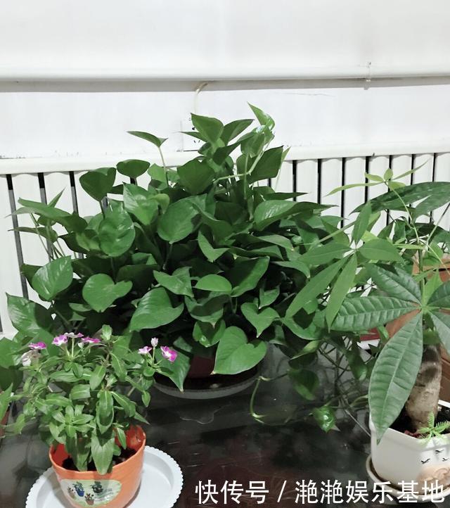 浇灌“绿箩”别用清水了，3种“液体”家家都有，浇一点叶子翠绿