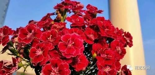 病菌碰见这三种花都是绕着走，家里放一盆，老人小孩更健康