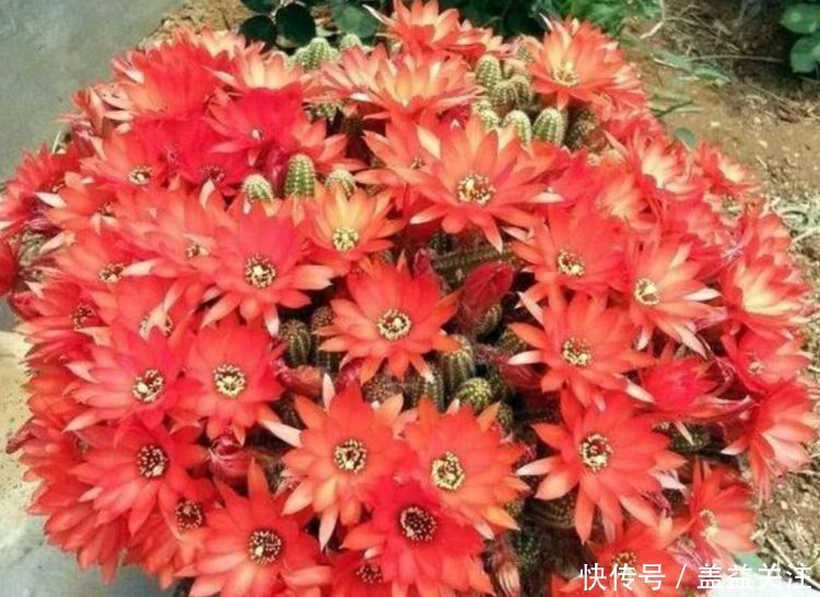 仙人球|养花试试这几款,开花时清香四溢,气味似兰花,味极香