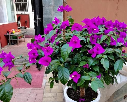 讨人喜爱的三角梅，越冬养护时需要多注意，环境温度不可小视