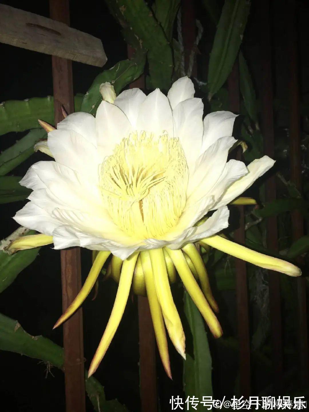 昙花|大爷家荷花种在花盆里,1次开花20朵,比巴掌还大!