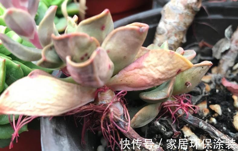 夏季|三伏天入手多肉,做好这些小事情,不烂根,养得好