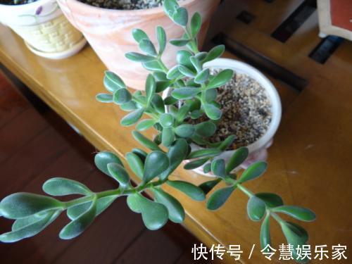 根系|养多肉要细心，长胡须还徒长就是有问题，教你3招正确处理