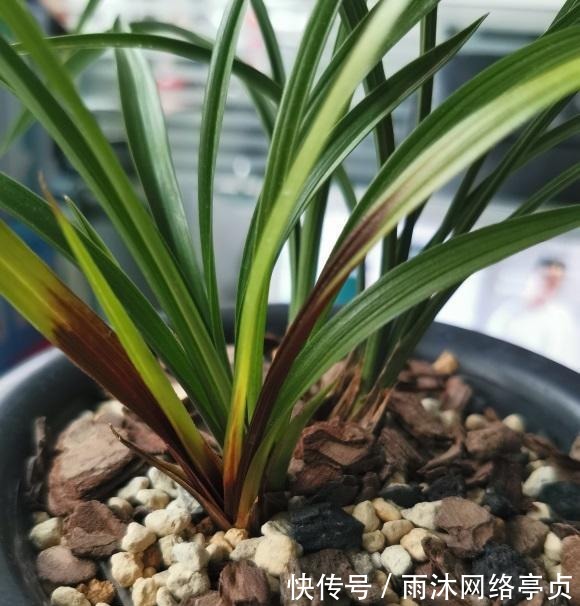 养分|兰花什么时候翻盆最好？翻盆用哪种植料？养兰攻略送给你
