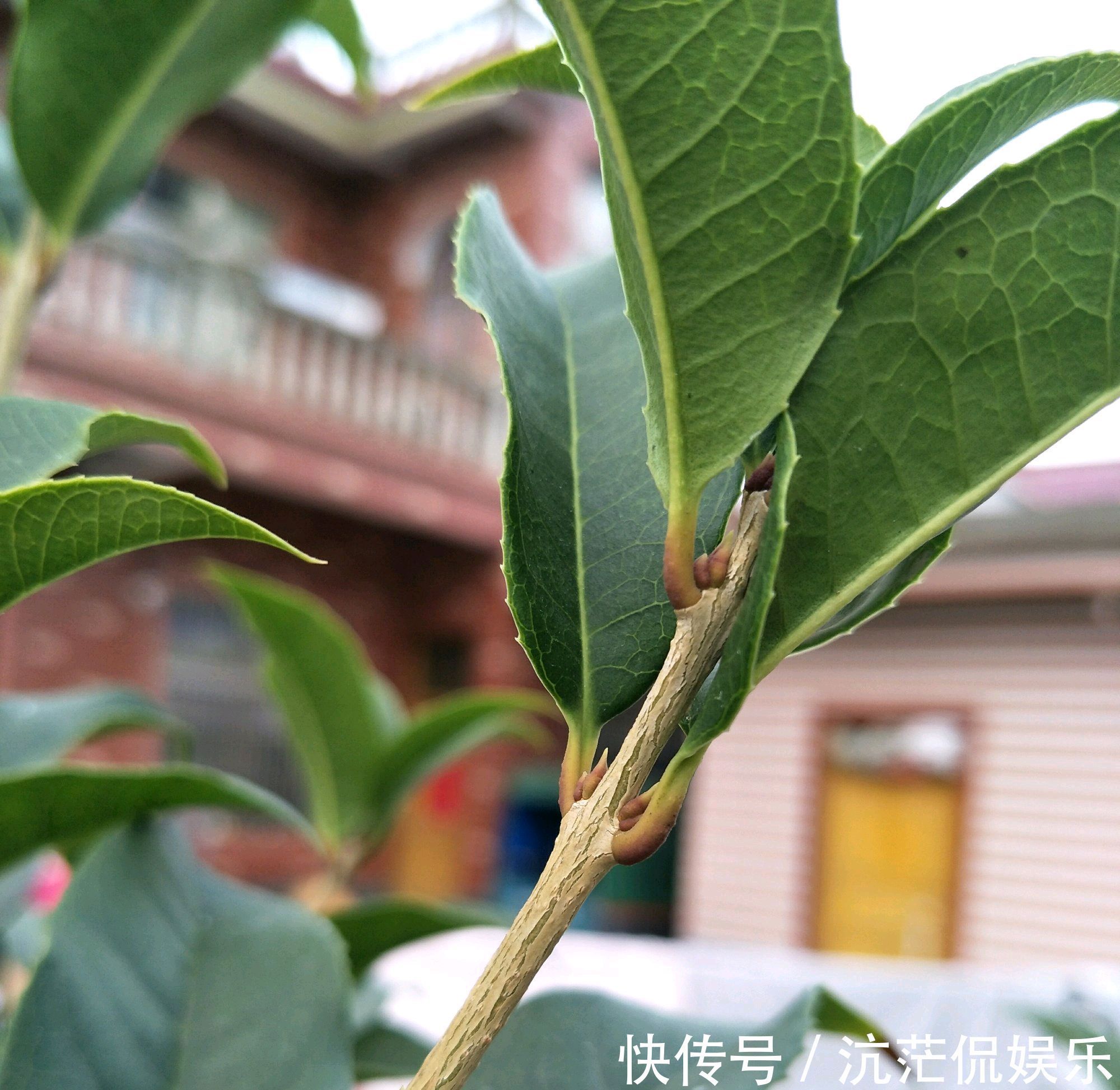 桂花苗|桂花的叶芽和花芽长啥样，养好几年的桂花不开花怎么办只需2点