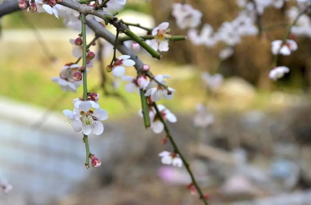  表白|诗朗诵：表白心迹