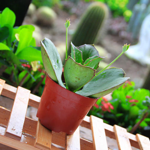 趣蝶莲，株形奇特，室内栽培要如何管理呢？