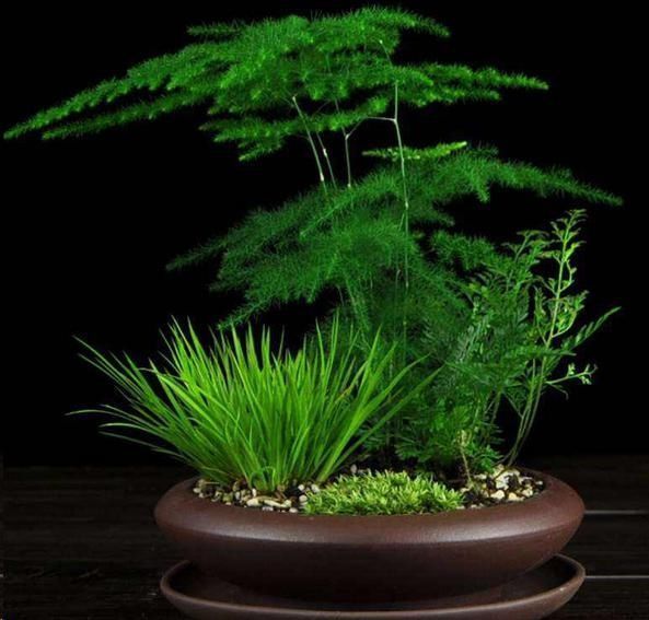 天门冬科|文竹与云竹有什么区别做好这两点,居然发现没区别