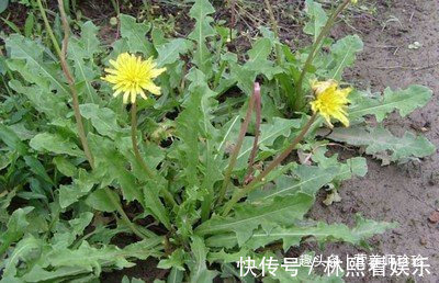中药材|农村常见的3种野草，人称“女人草”，女人常吃身体好，早知早好