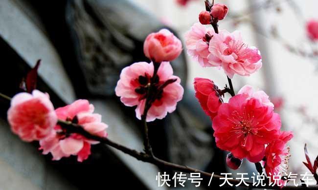 霜降过后，庭院种上这几种花，越冷越艳丽，寓意富贵吉祥招财四海