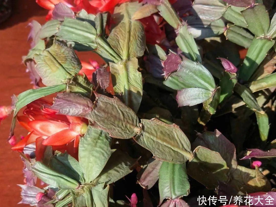 最怕晒的10种花，赶快搬进屋，否则会死掉