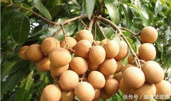 护肤|女人不想老太快,6种水果秋天要多吃,排毒护肤,越吃越年轻