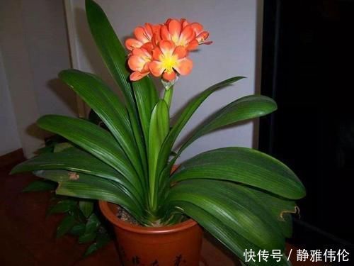 君子兰是个小馋猫,入秋后多用这3种零食,当花肥开花多