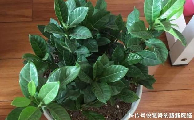 5个养花小技巧,既简单又实用,不愁学不会养好花