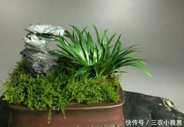 怎样才能制作出小巧玲珑、形态优美的微型盆景?