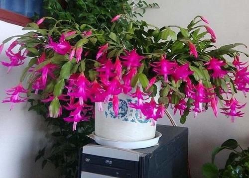 蟹爪兰开谢了，做好3步养护，还能快速复花