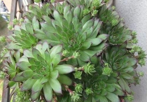 养了2年的观音莲不长个？直接砍了，冒出一圈小侧芽