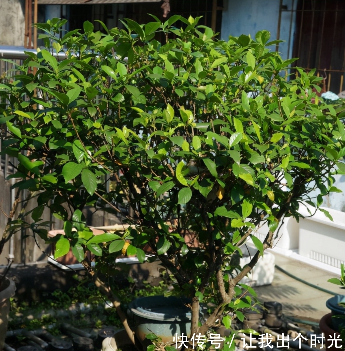 栀子花真难养?避开“3不要”,挤满大花苞,冬天也开爆