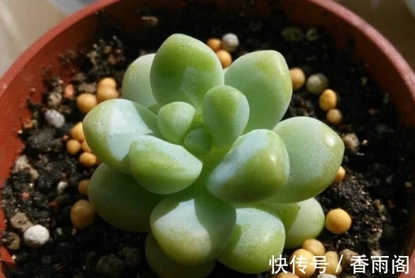 多肉天使之泪怎么养护?2个小妙招,家庭养护天使之泪圆润又饱满