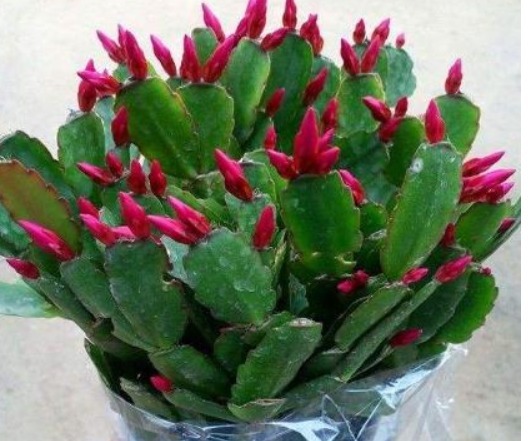 学养花把“它”砸成粉末扔盆里，花叶都疯长，叶绿花也多