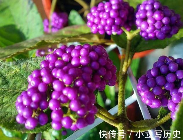 三种居家观果盆景,春夏观花,秋冬观果,喜庆漂亮还好养