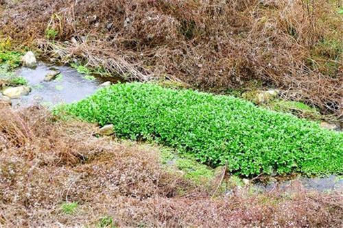 烫火锅|又一“猪菜”翻身,曾被嫌弃脏,如今一斤7元,成烫火锅佳品