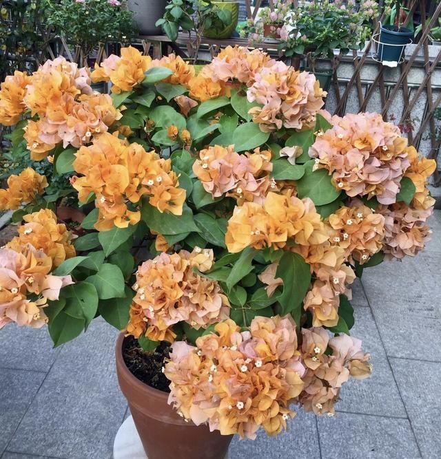 养花“杀手”都有的5个毛病,难怪买花“养1盆死1盆”,要改正了