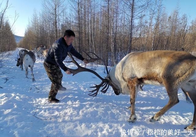 兴安|兴安驯鹿走出大山