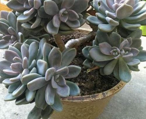 家庭养多肉，做到这些才能够出状态、不伤根，盆盆长得漂亮