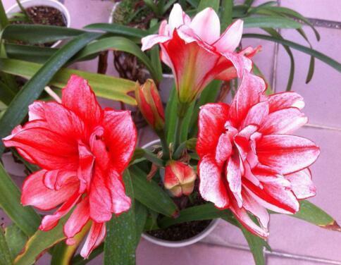 懂花的人都知道,4种“年关花”开败了剪1刀,30天后继续开