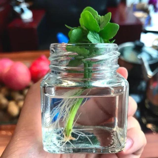 在养长寿花和蟹爪兰的时候，用这“三招”，可以一年四季欣赏花卉