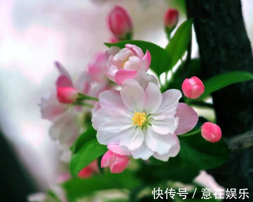 海棠花清雅芳香,教你3个小妙招,在家也能种植出最美的海棠花