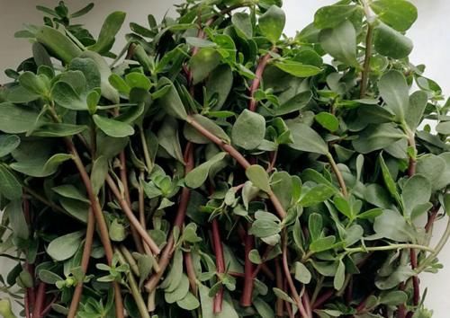 野菜|立秋后，不妨多食一野菜，清热解毒，杀菌消炎，降血压，了解下