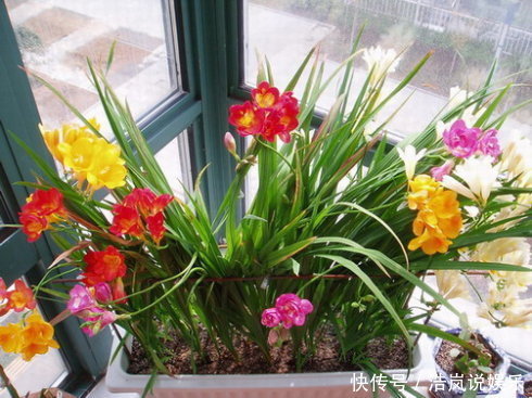 清明前养它，比桂花香，比绿萝好养，2个月就开花，花开180天