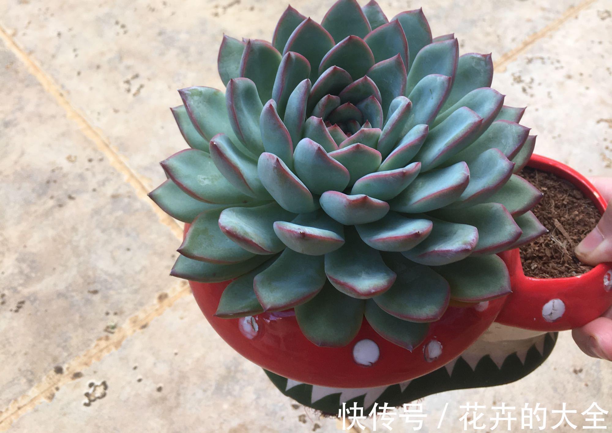 怎么才能养出漂亮的多肉,养好根随便虐,盆盆都漂亮,个个胖嘟嘟