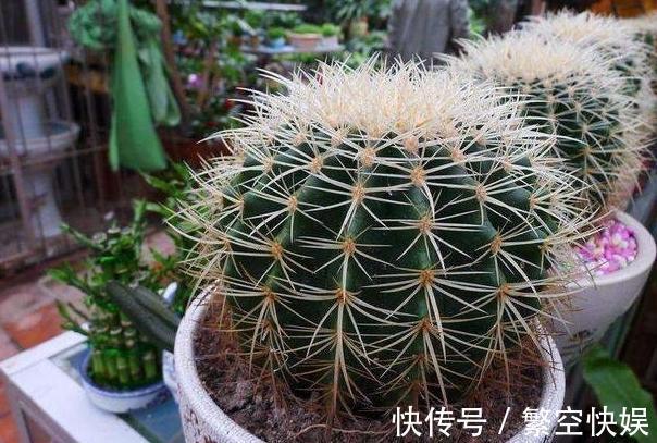 营养成分|家庭养花别靠买、买、买,将黄豆制成肥,让盆栽叶片绿得冒油