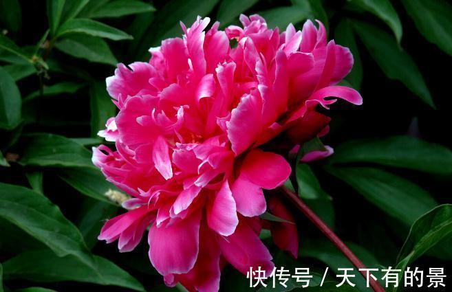 圆锥|秋天遇到8种花,该出手时就出手,犹豫不决容易坏事