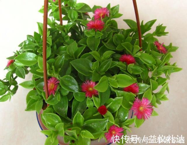 家里养花就养它,扔个枝条就生芽,长出大盆的菜,开出满满的花