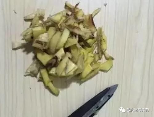 花草养不活,放点香蕉皮,打鸡血一样疯长!